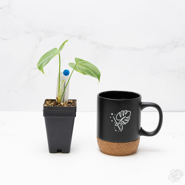 Philodendron Oxapapense Variegated aka "Philodendron sp. Tropicals" (wk7-UX)