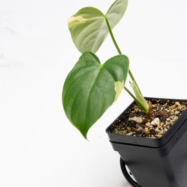 Philodendron Oxapapense Variegated aka "Philodendron sp. Tropicals" (wk7-UX)