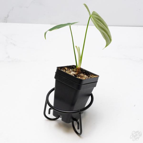 Philodendron Oxapapense Variegated aka "Philodendron sp. Tropicals" (wk7-UX)