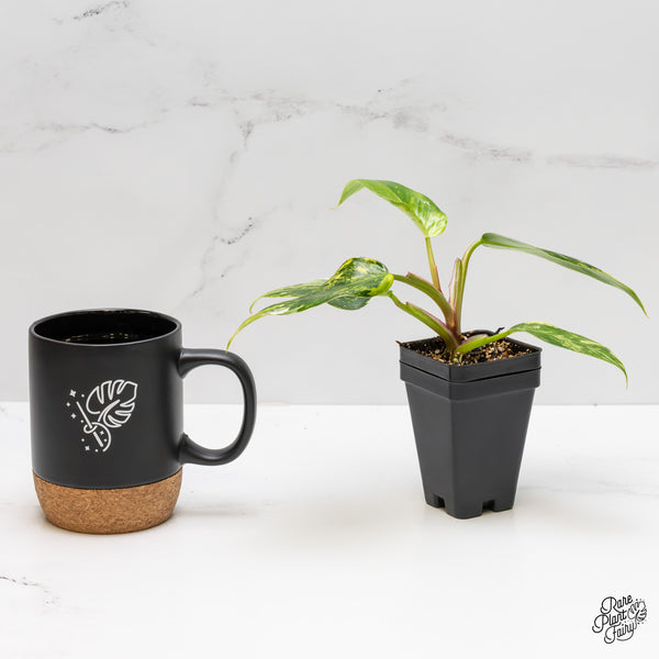 Philodendron Erubescens 'White Princess Aurea' *Grower's choice*