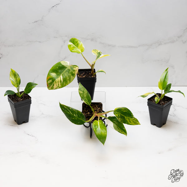 Philodendron Erubescens 'White Princess Aurea' *Grower's choice*