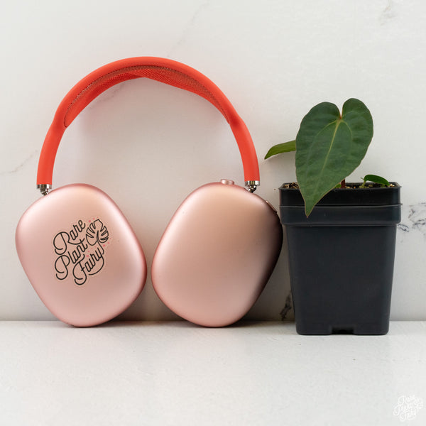 Anthurium 'Wuhoo's First Night' x self *Grower's Choice*