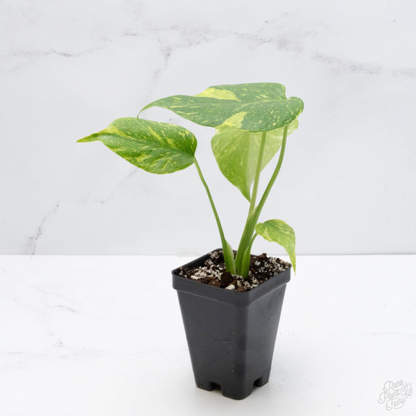 Potted plant with green leaves on a white background
