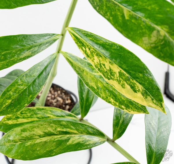 Wild Form Zamioculcas Zamiifolia "ZZ" Aurea Variegated (wk11-P)