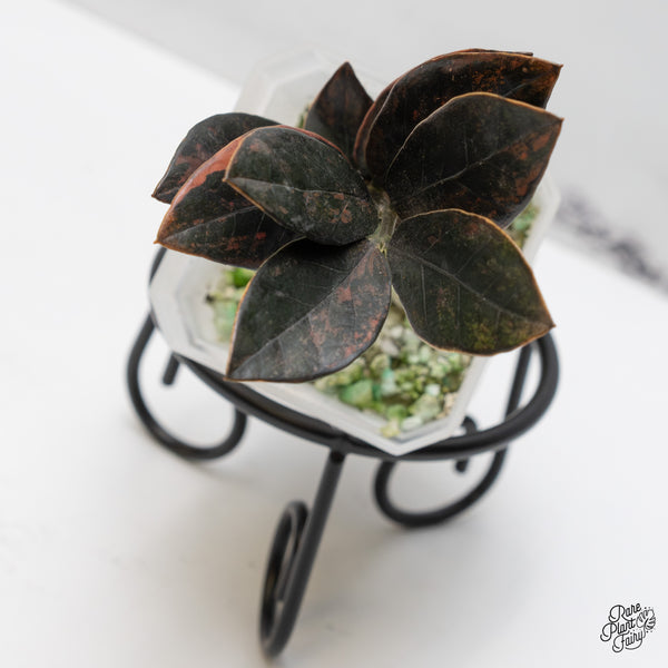 Zamioculcas Zamiifolia "Raven ZZ" Pink Variegated (wk47-UL)