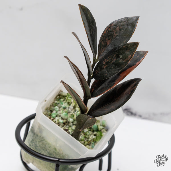 Zamioculcas Zamiifolia "Raven ZZ" Pink Variegated (wk47-UL)