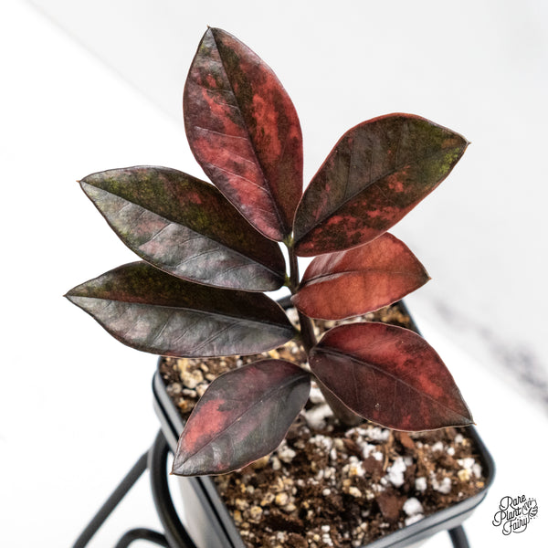 Zamioculcas Zamiifolia "Raven ZZ" Pink Variegated (wk48-UO)