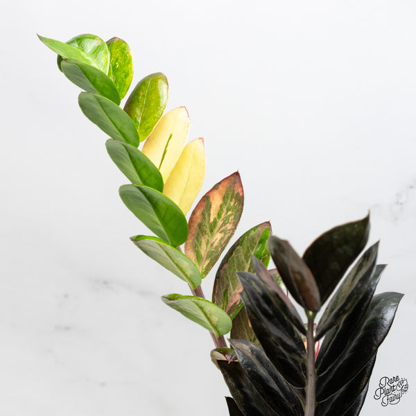 Zamioculcas Zamiifolia "Raven ZZ" Pink Variegated (wk50-UH)