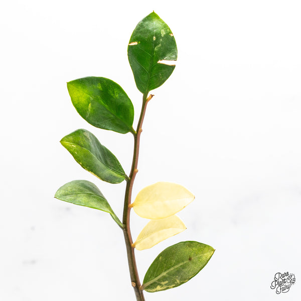 Zamioculcas Zamiifolia "ZZ" Aurea Variegated (wk51-F)