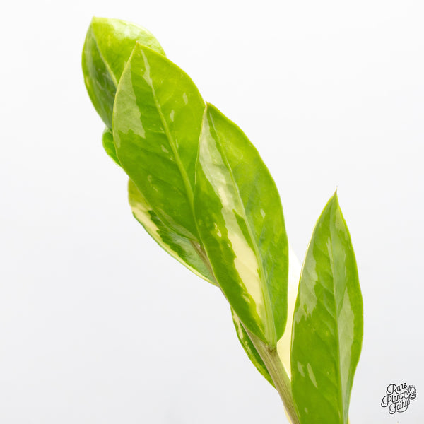 Zamioculcas Zamiifolia "ZZ" Aurea Variegated (wk51-F)