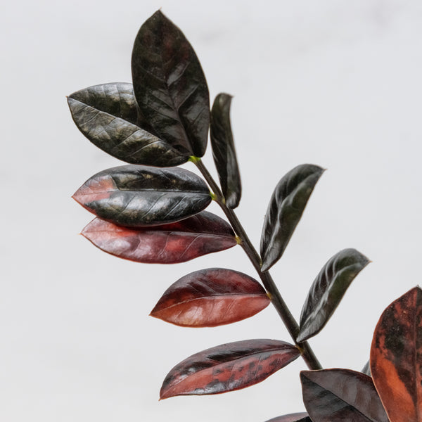 Zamioculcas Zamiifolia "Raven ZZ" Pink Variegated (wk49-UF)