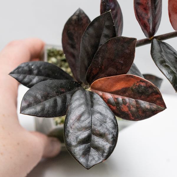 Zamioculcas Zamiifolia "Raven ZZ" Pink Variegated (wk49-UF)