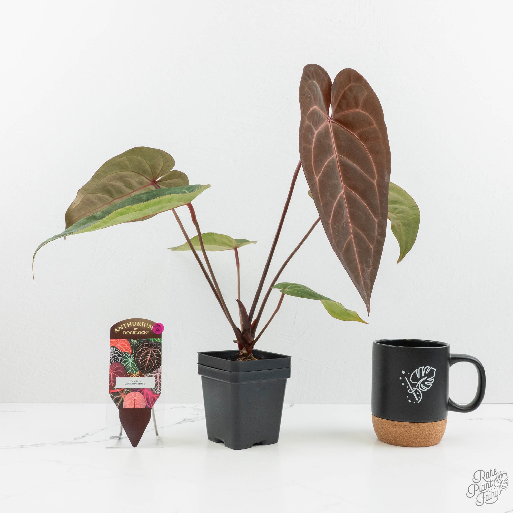 Sin Muros ／Dorantes Anthurium Zara '29' x Dark and Handsome '9' by DocBlock® (wk15-A