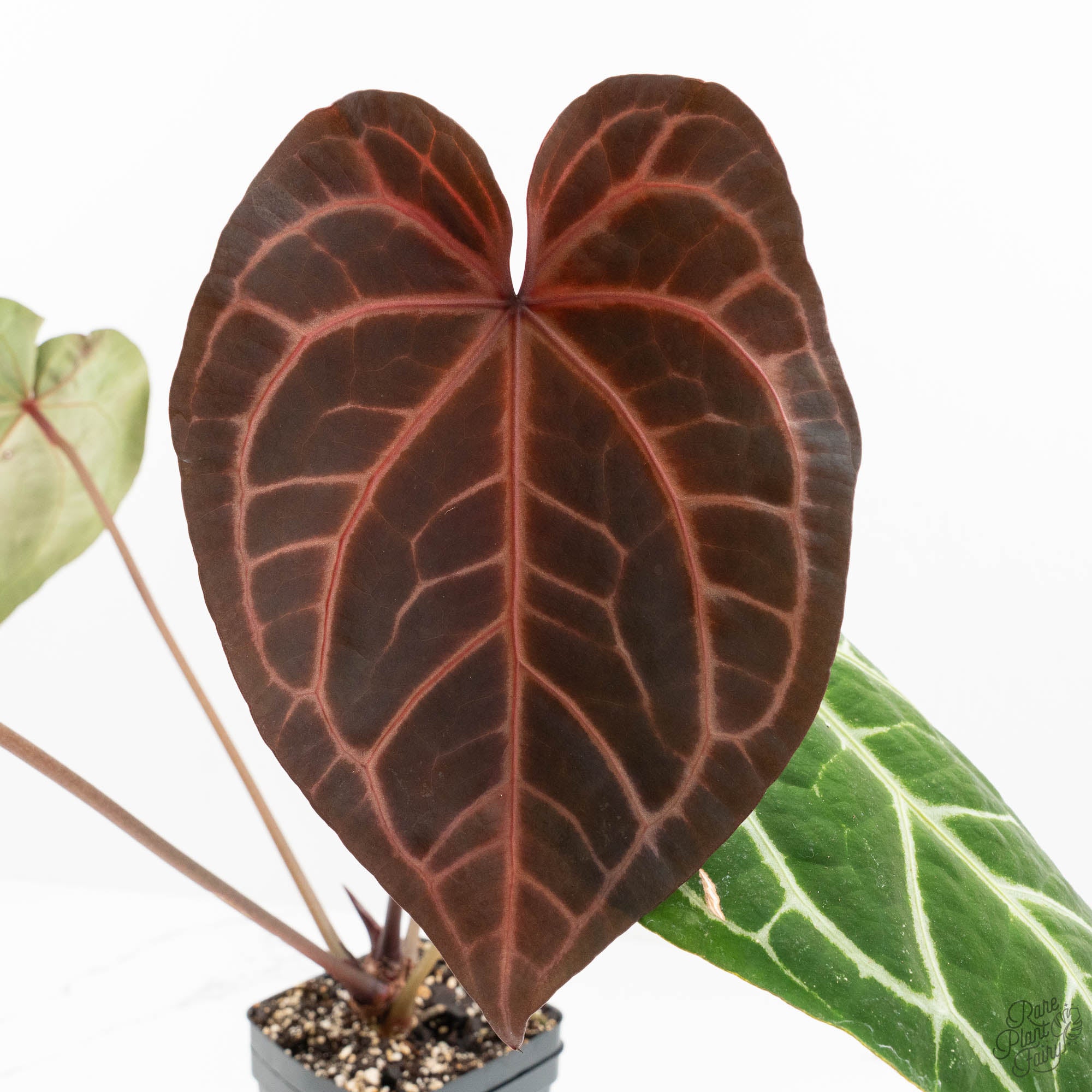 Anthurium Zara '29' x Zara '3' by DocBlock® (wk18-P) – Rare Plant
