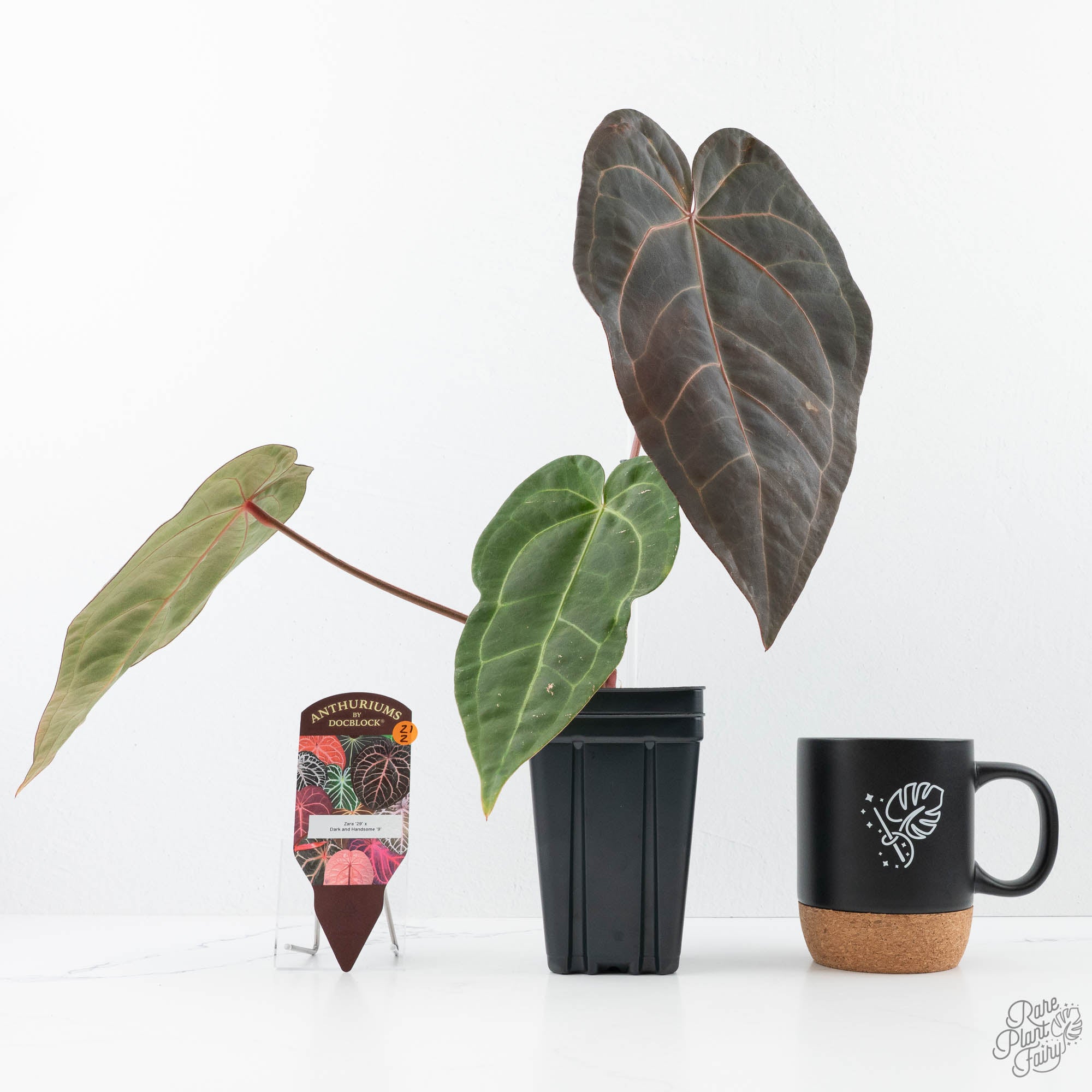 Anthurium Zara '29' x Dark and Handsome '9' by DocBlock® (wk21-Z