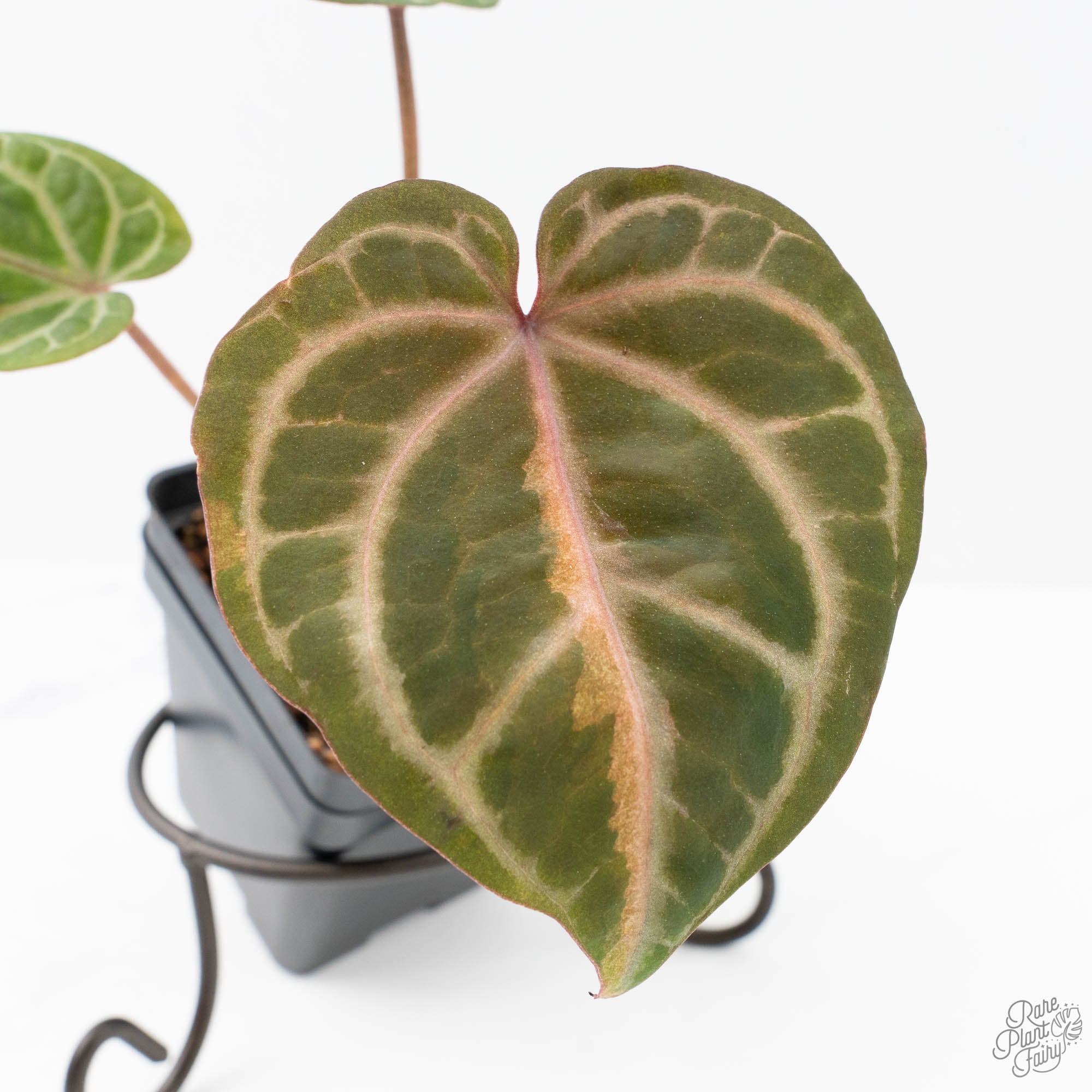 Variegated Anthurium Zara '31' x Zara '14' by DocBlock® (wk21-UL