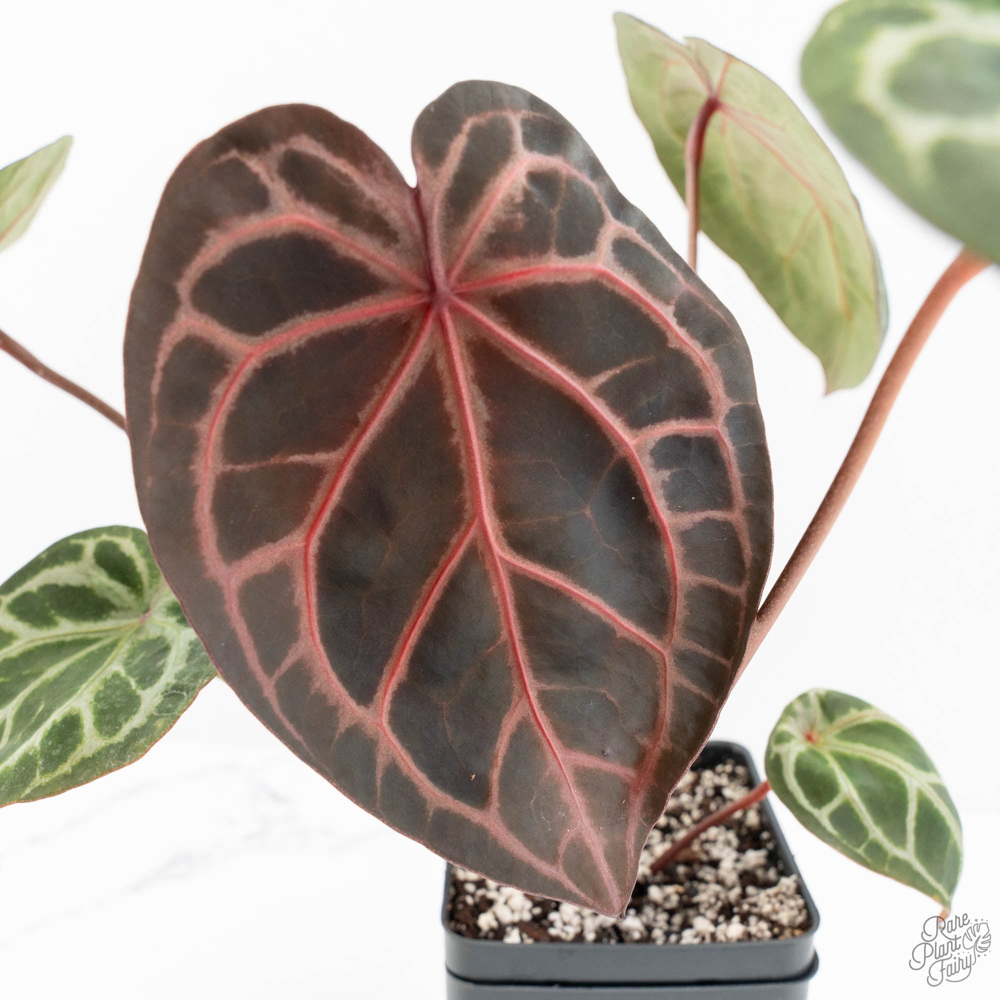 Anthurium Zara '33' x Zara '29' by DocBlock® (wk18-Q) – Rare Plant