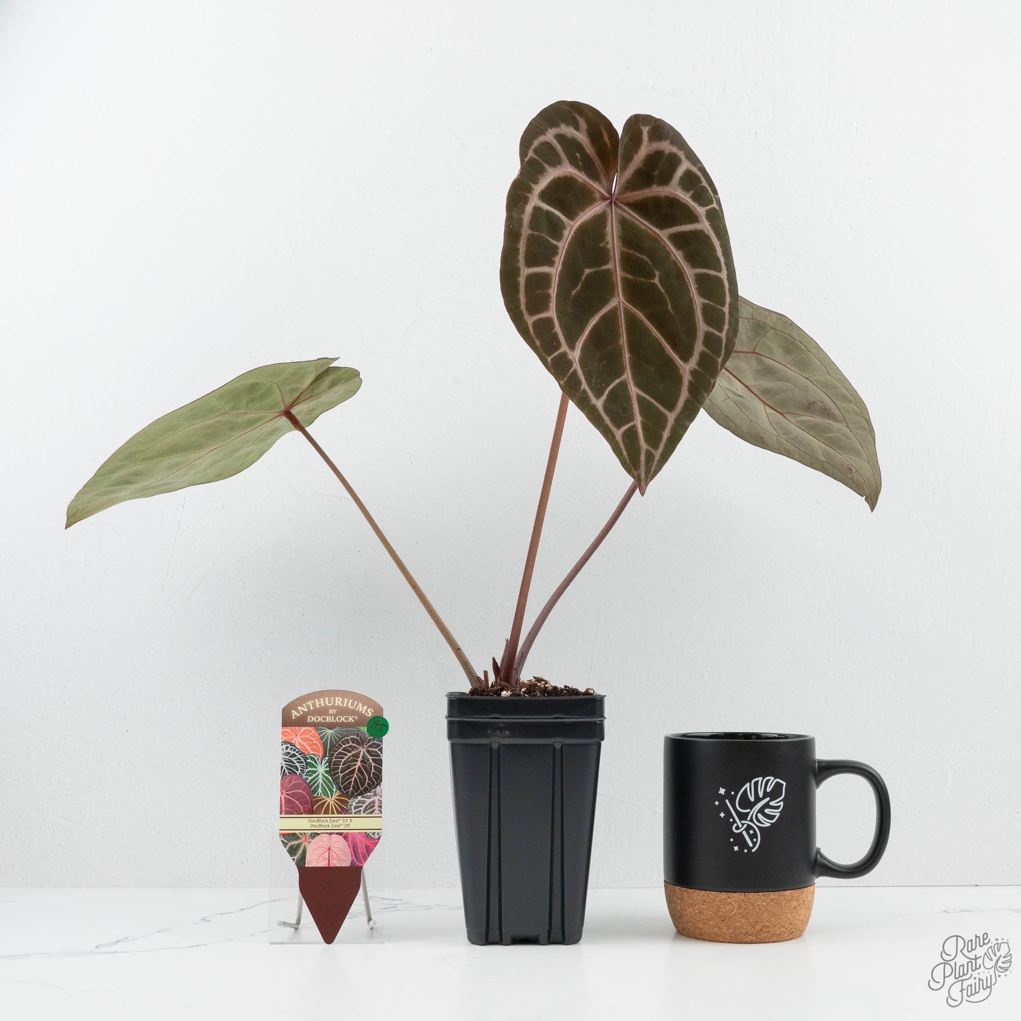 anthurium zara Anthurium Zara '33' x Zara '29' by DocBlock (wk19-T)