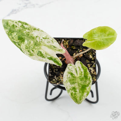 Alocasia 'Zebrina' Albo/Mint variegated *Grower's Choice*