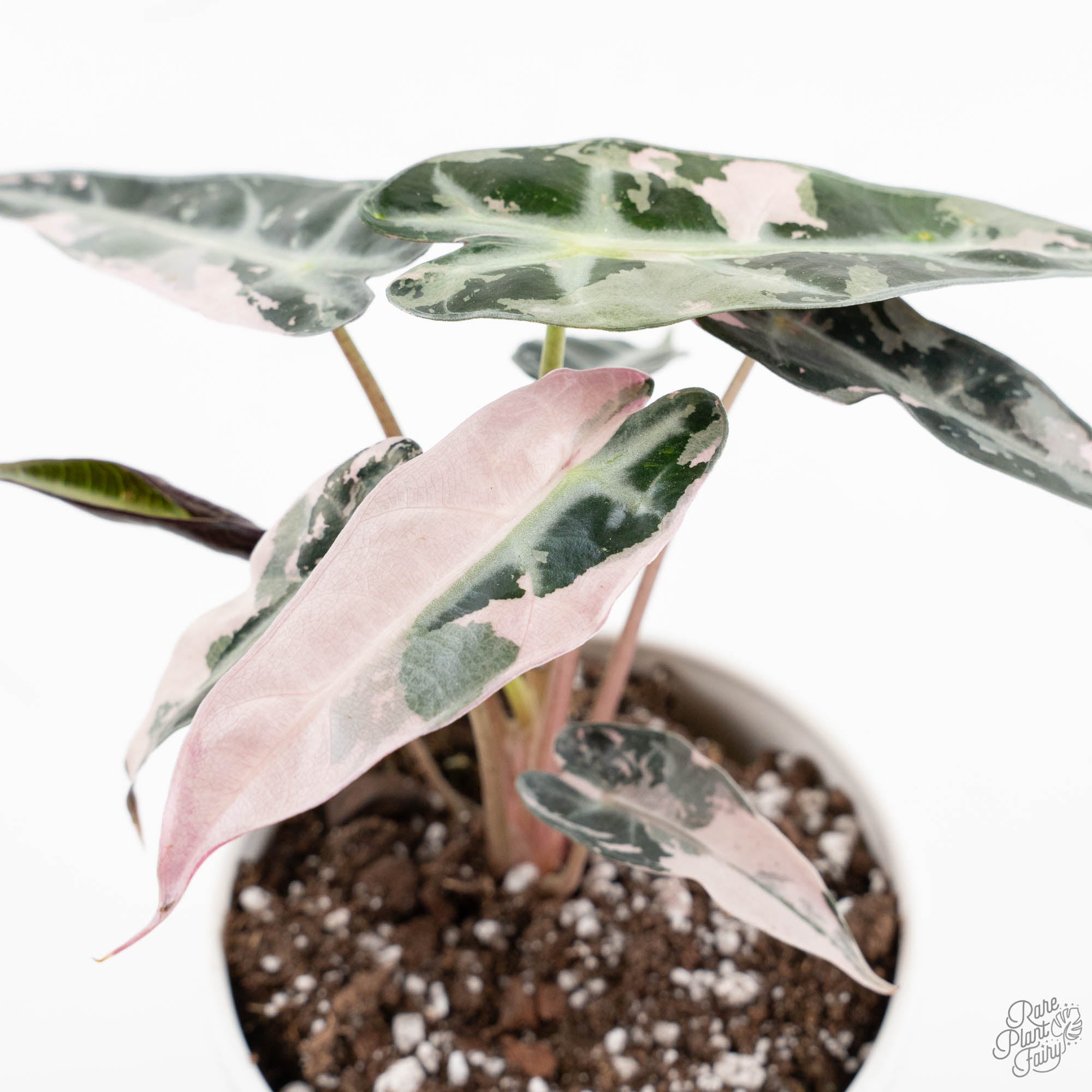 Alocasia 'Bambino' pink variegated *Grower's Choice* – Rare Plant