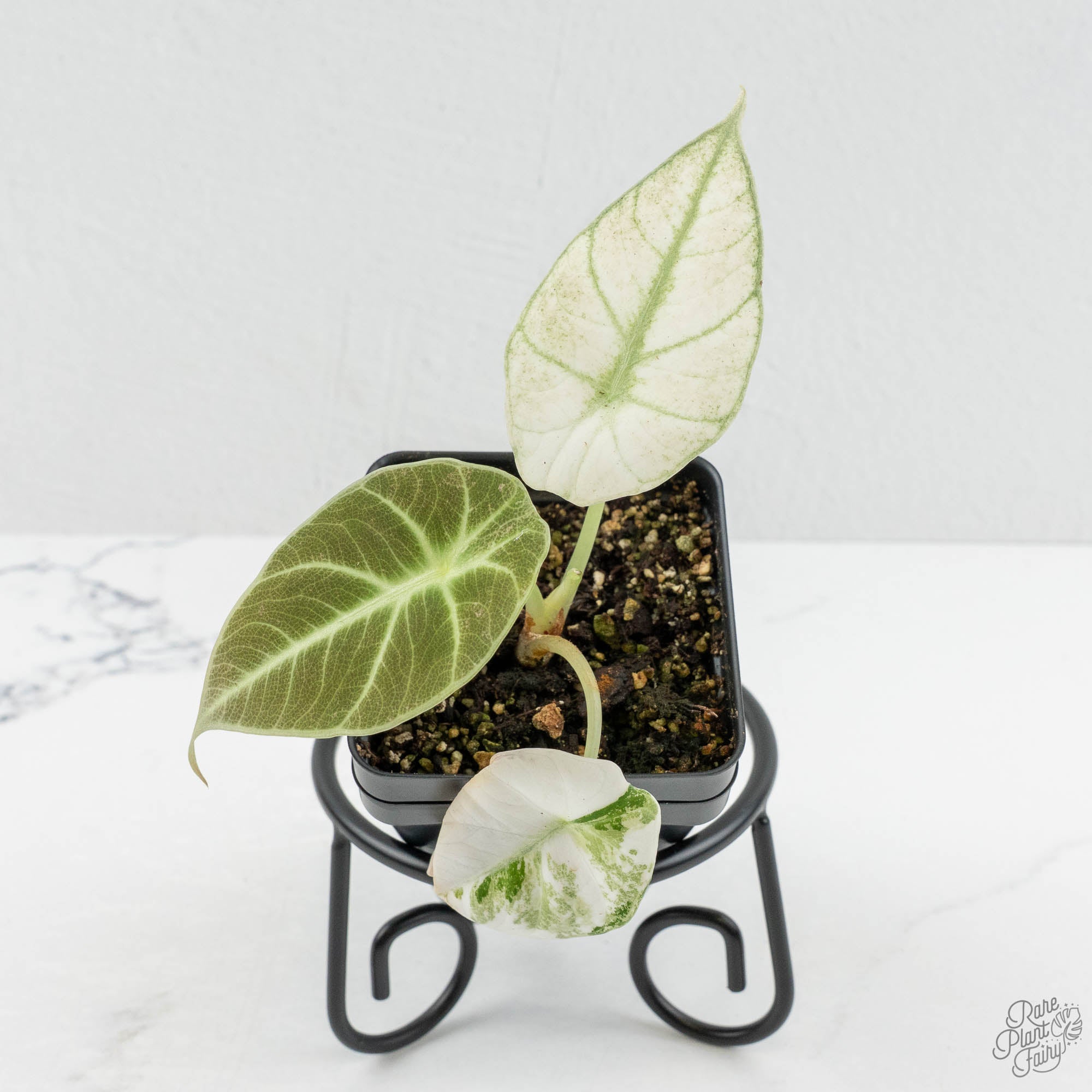 アクタス Alocasia 'Black Velvet Ninja' Pink Variegated (wk15-UW) – Rare