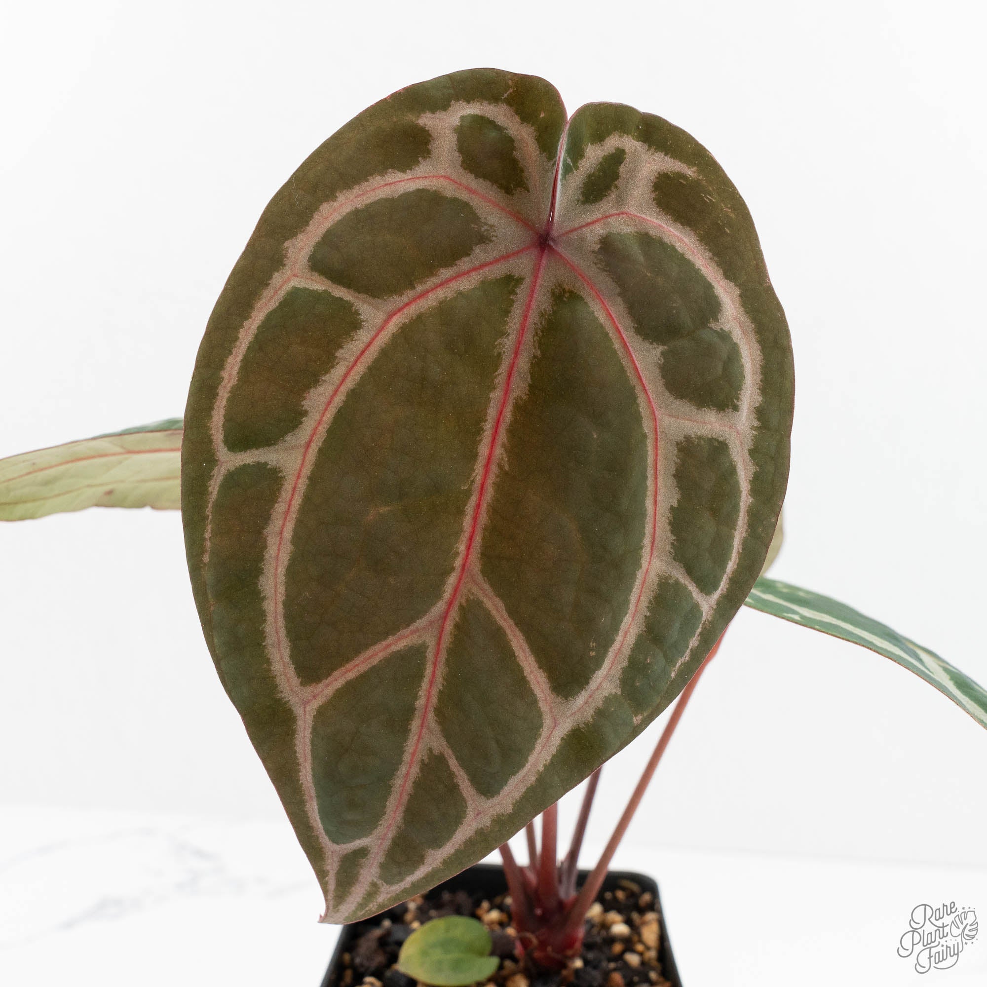 Anthurium Crystal Red '12' x Zara '14' by DocBlock® (wk18-R