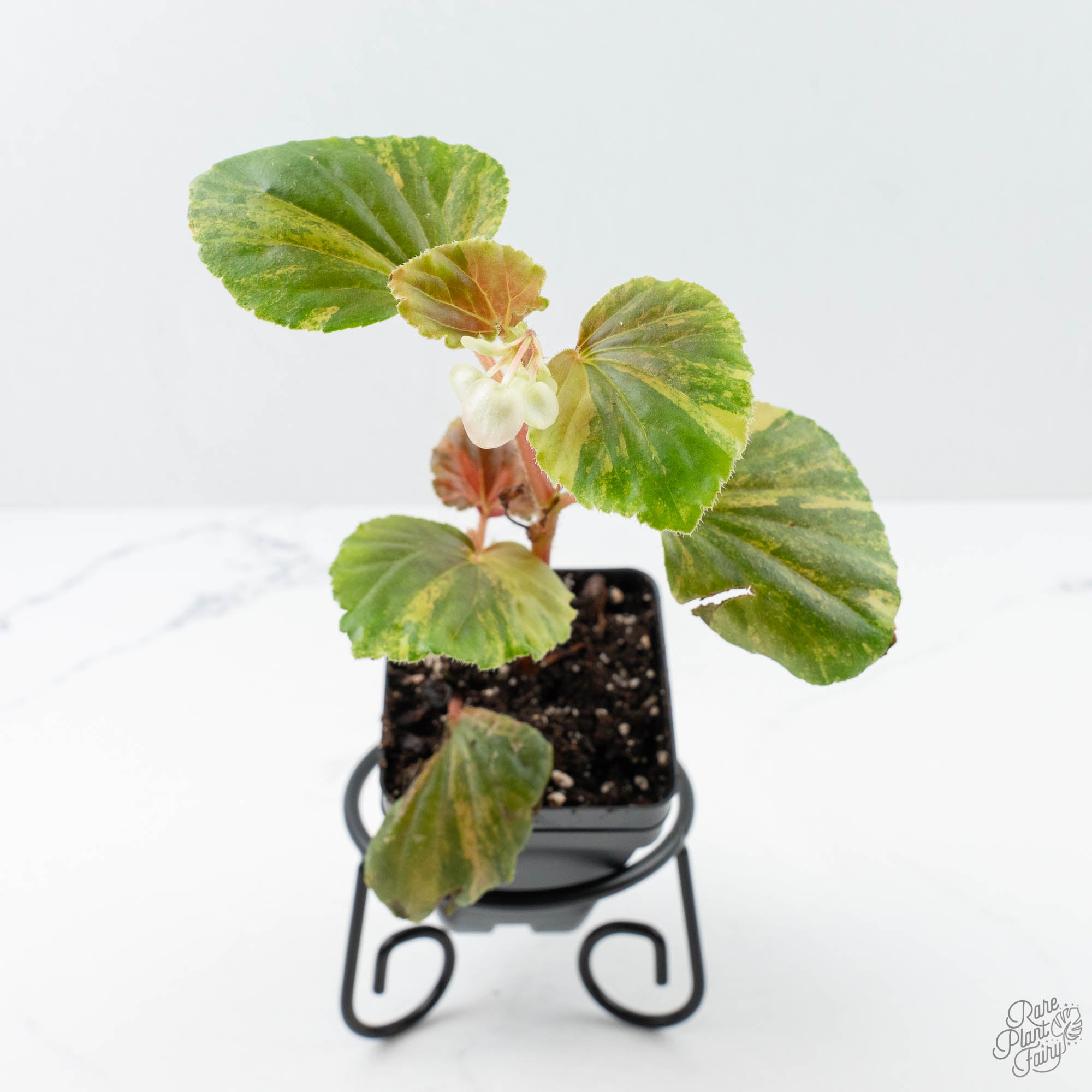 begonia succulent Begonia cucullata aurea variegated *Growers Choice*