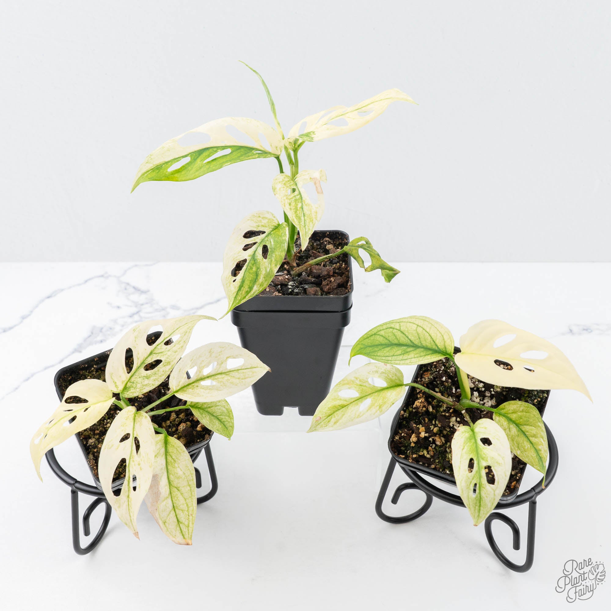 monstera plant adansonii Monstera Adansonii Double Windows Mint Variegated (Commonly Mislabeled – Rare Plant Fairy