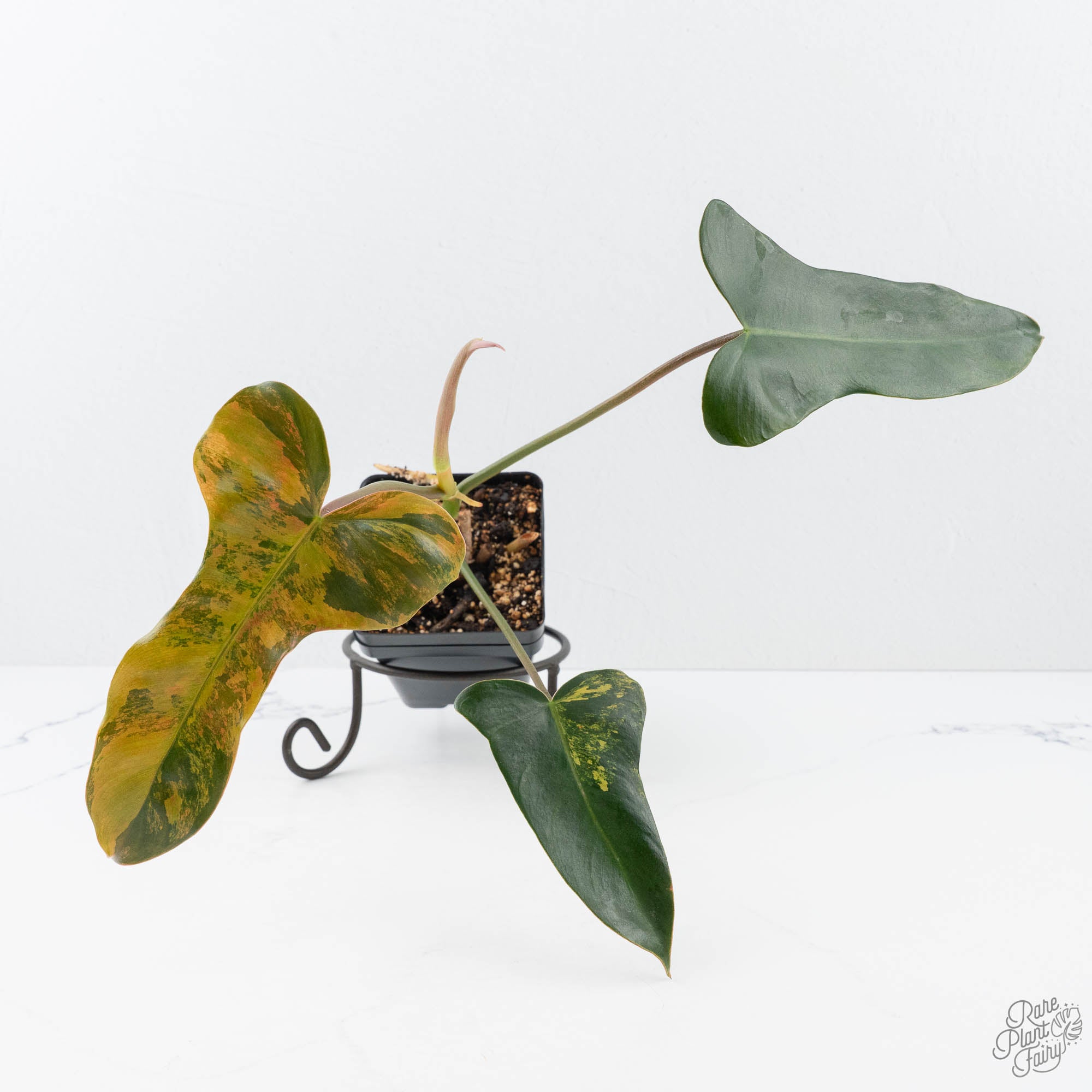 philodendron black billietiae Philodendron 'Brown Beauty' ('Black Billietiae' x 'Florida Beauty') (wk20-H)