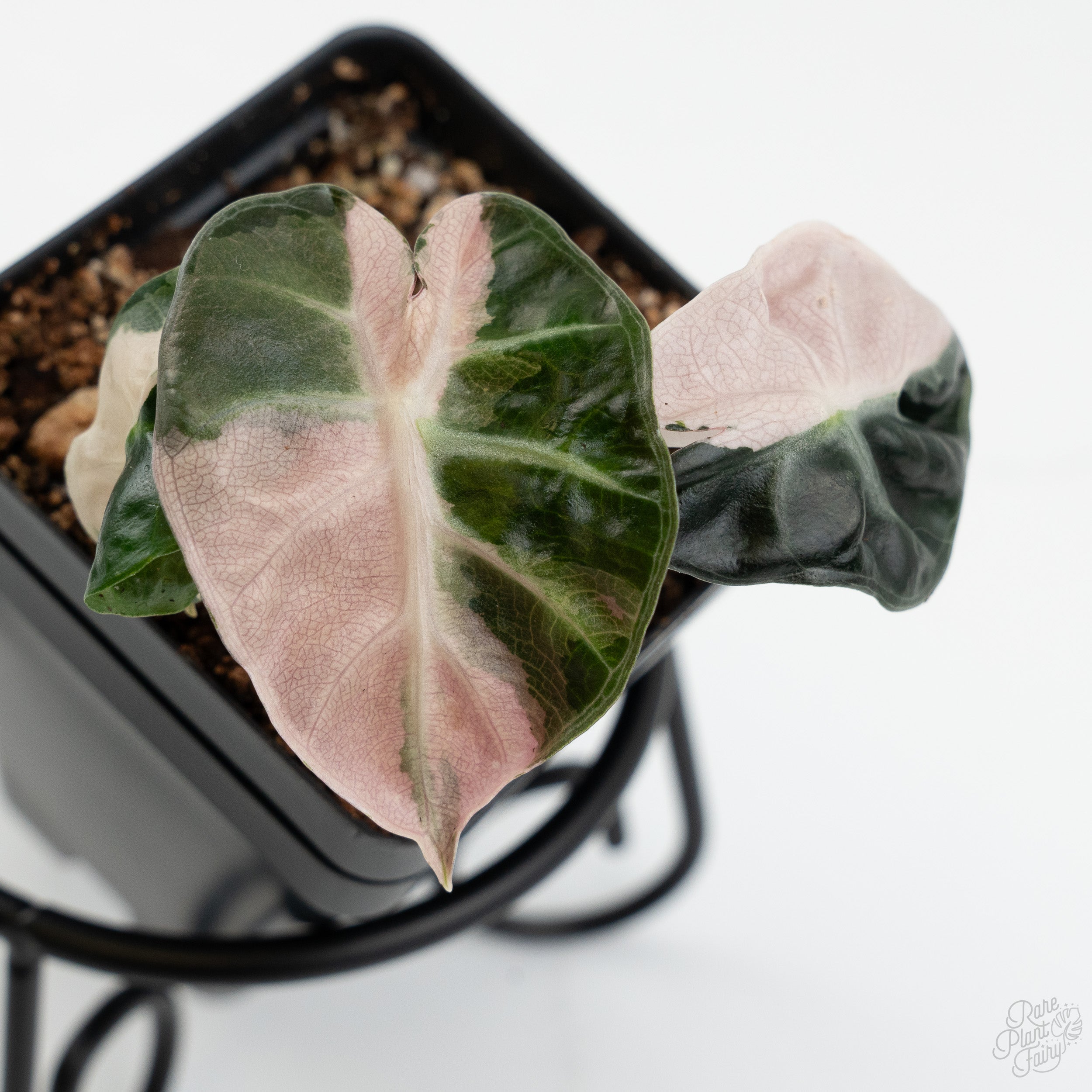 Alocasia 'Balloon Heart' Pink Variegated (wk7-H) – Rare Plant Fairy