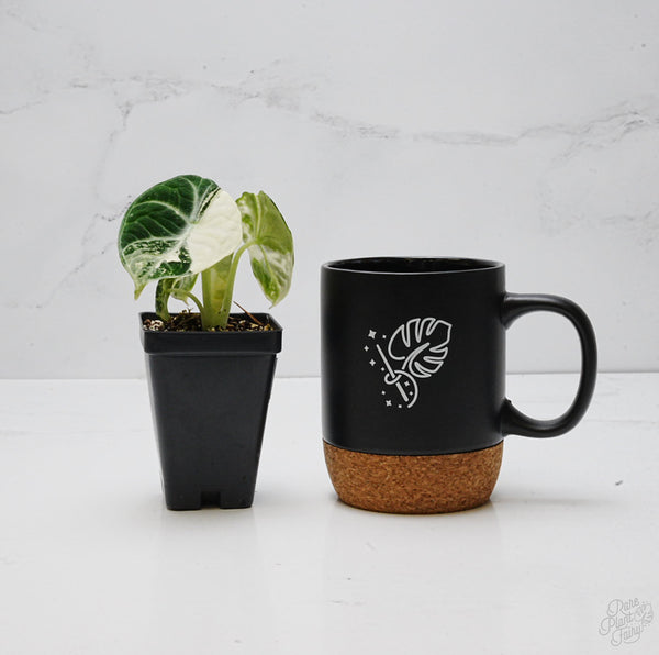 Alocasia 'Black Velvet Ninja' Albo Variegated *Grower's choice*