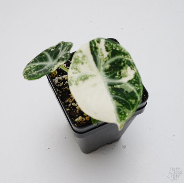 Alocasia 'Black Velvet Ninja' Albo Variegated *Grower's choice*