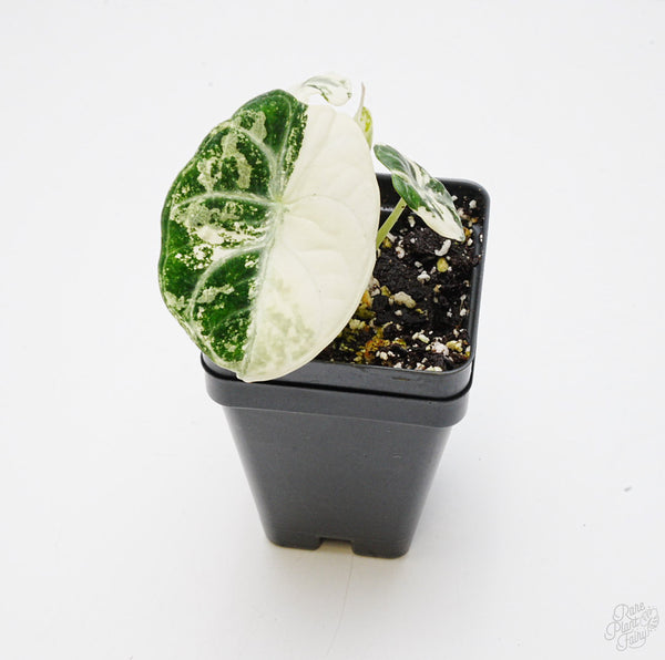 Alocasia 'Black Velvet Ninja' Albo Variegated *Grower's choice*