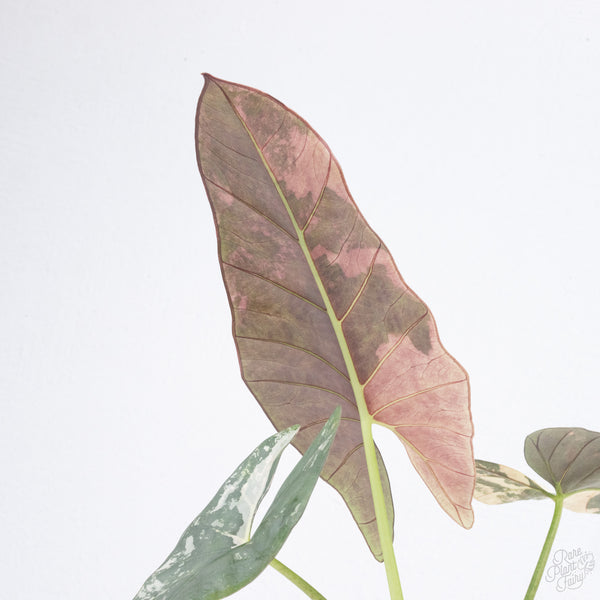 Alocasia Scabriuscula Albo/Pink Variegated (wk7-UU) *Corming Size*