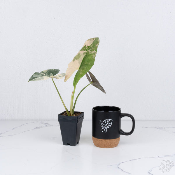 Alocasia Scabriuscula Albo/Pink Variegated (wk7-UU) *Corming Size*