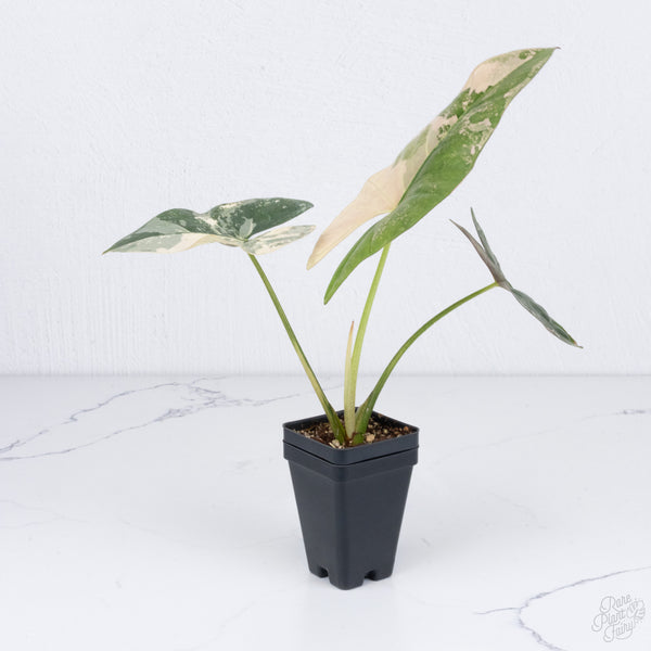 Alocasia Scabriuscula Albo/Pink Variegated (wk7-UU) *Corming Size*