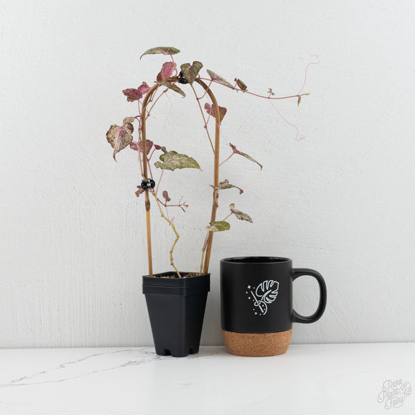 Cissus Discolor Variegated (wk7-D)