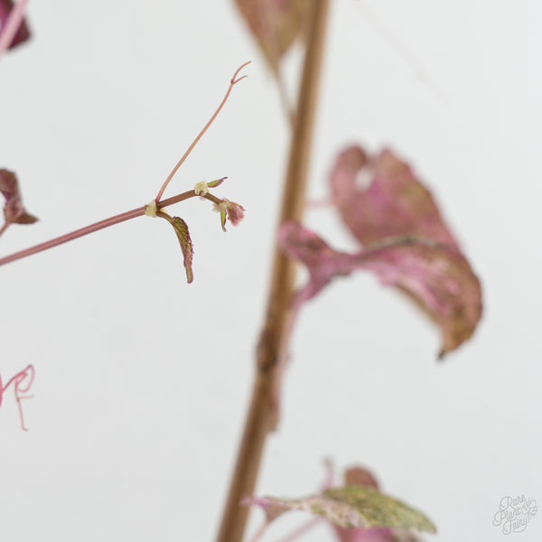 Cissus Discolor Variegated (wk7-D)