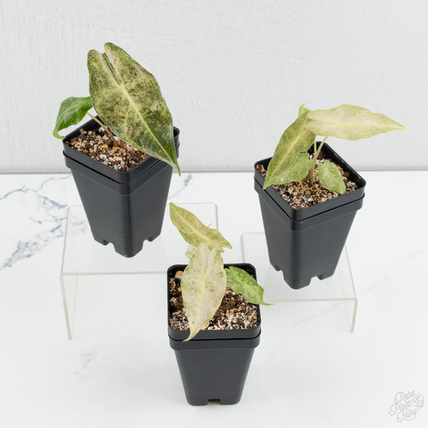 Alocasia Black Satun Stardust *Grower's Choice*