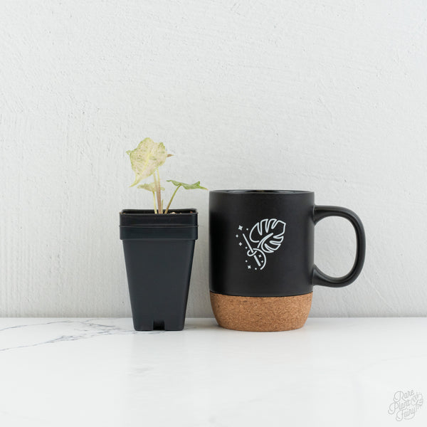 Alocasia Black Satun Stardust *Grower's Choice*