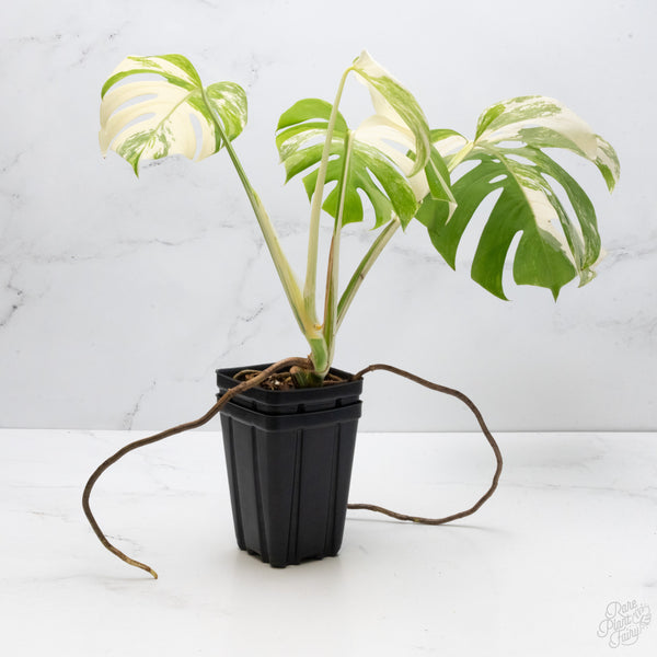 Monstera Deliciosa Albo Variegated (Small Form/Borsigiana) (wk7-B)