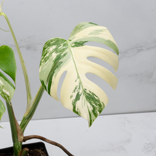Monstera Deliciosa Albo Variegated (Small Form/Borsigiana) (wk7-B)