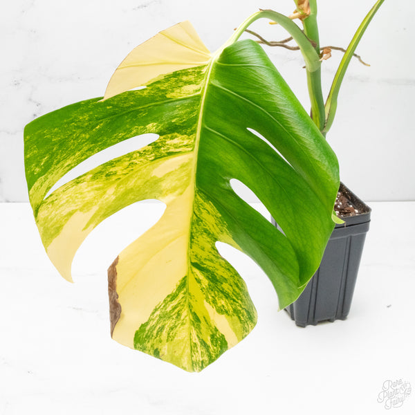 Monstera Deliciosa Aurea Variegated (Small Form/Borsigiana) (wk7-C)