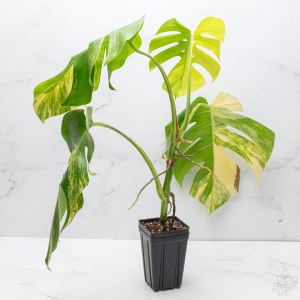 Monstera Deliciosa Aurea Variegated (Small Form/Borsigiana) (wk7-C)