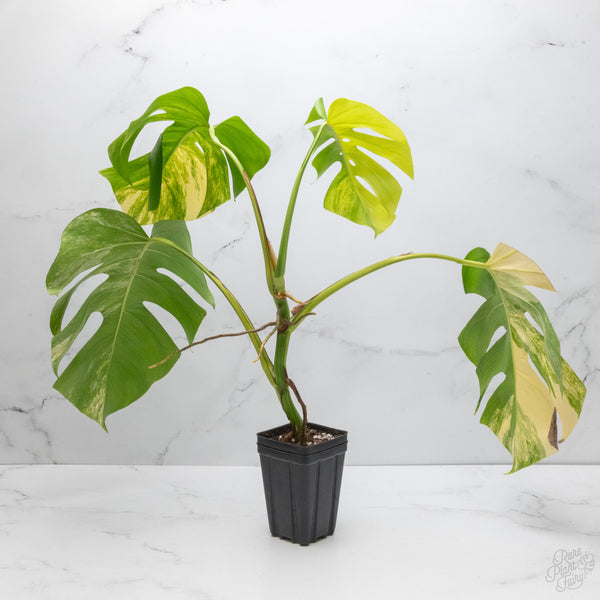 Monstera Deliciosa Aurea Variegated (Small Form/Borsigiana) (wk7-C)
