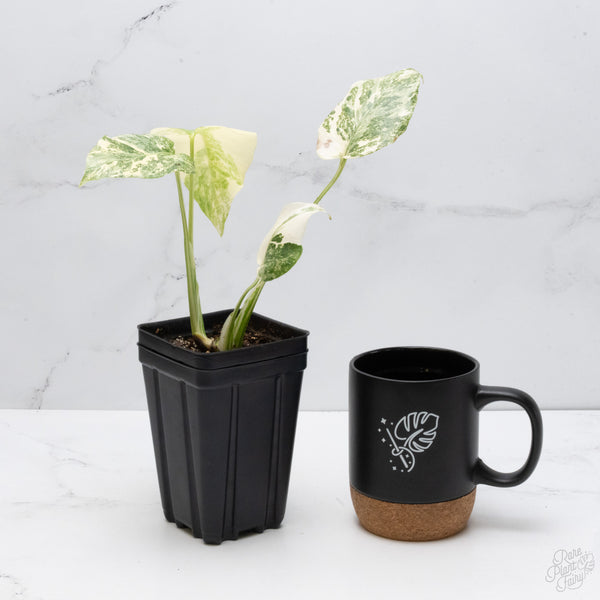 Monstera Deliciosa 'Creme Brûlée' (wk7-A)