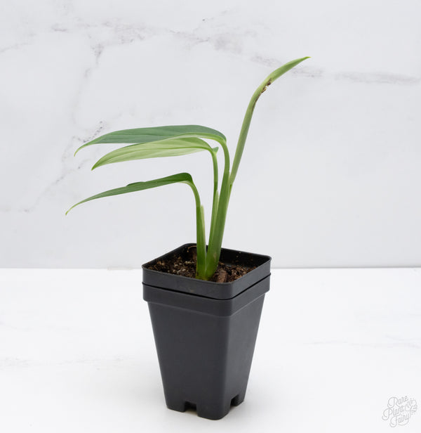 Monstera 'Croatii' (wk7-D)