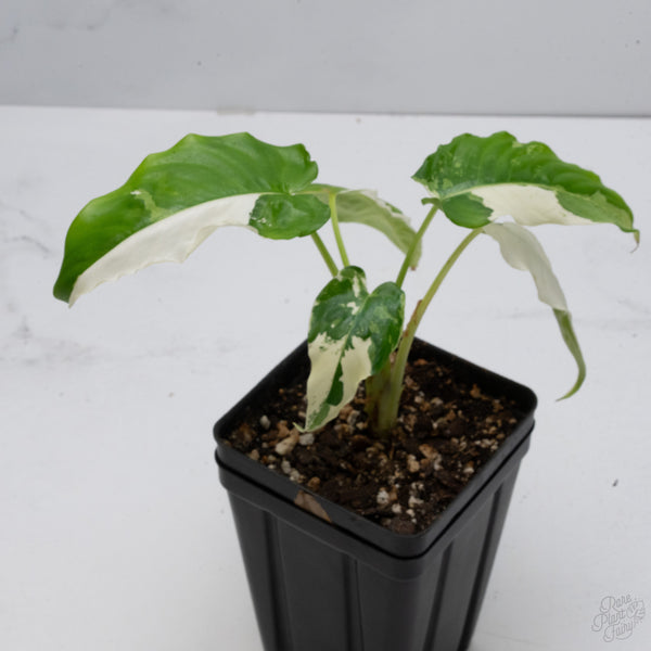 Schismatoglottis sp. Albo Variegated (wk7-A)