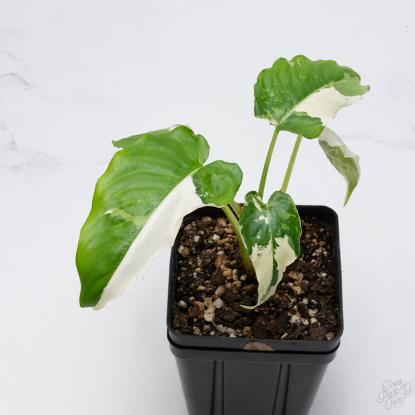 Schismatoglottis sp. Albo Variegated (wk7-A)