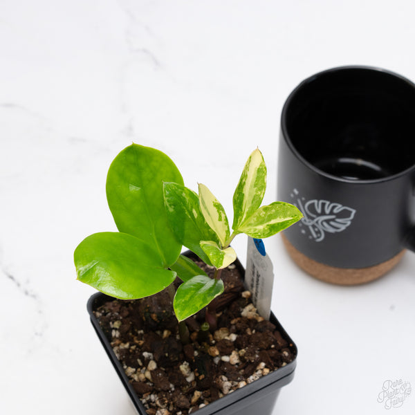 *WILD FORM* Zamioculcas Zamiifolia "ZZ" Aurea Variegated (wk7-B)